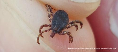garrapatas
