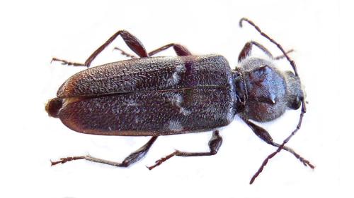 tratamiento de la madera