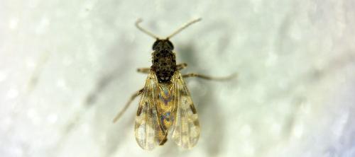 culicoides