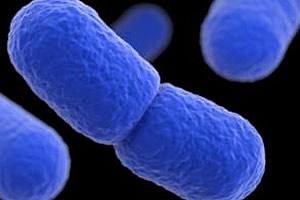 listeria