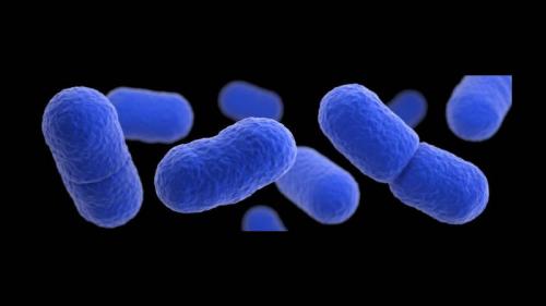 listeria