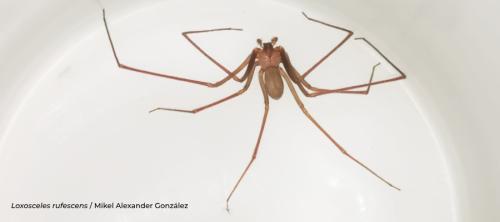 arañas