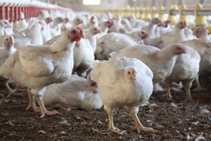 seguridad alimentaria