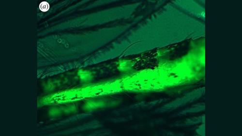 seguridad alimentaria