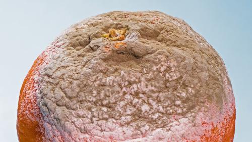 seguridad alimentaria