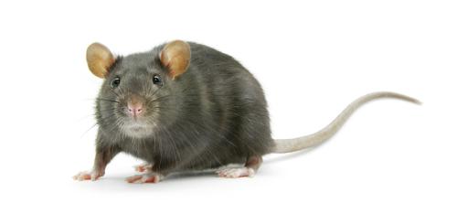 rodenticidas anticoagulantes