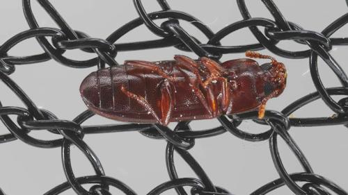 seguridad alimentaria