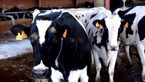 seguridad alimentaria