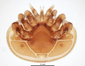 varroa jacobsoni