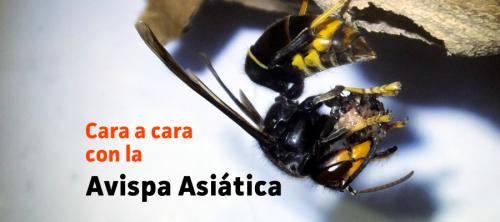 avispa asiática