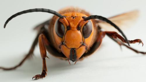 avispón gigante asiático