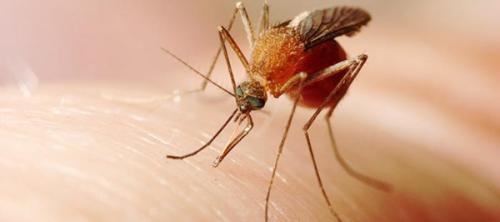 virus del nilo occidental