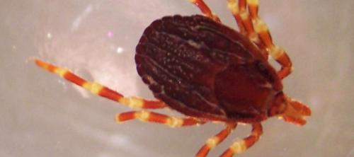 fiebre de crimea-congo