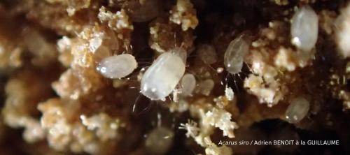 plagas en productos almacenados