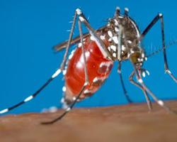 chikungunya
