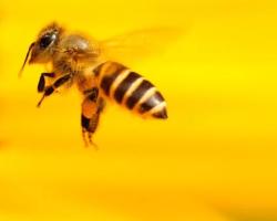 dia mundial de las abejas