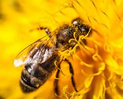 abejas