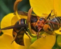 abejas