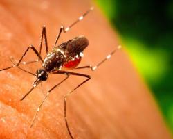 mosquitos