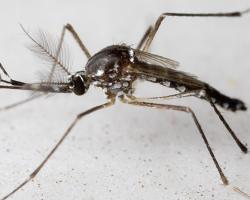 mosquitos