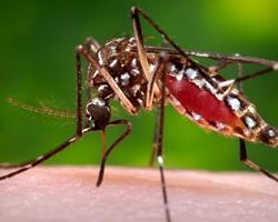 aedes aegypti