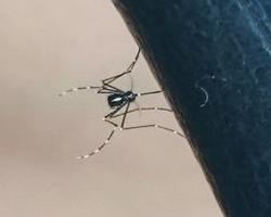 mosquitos