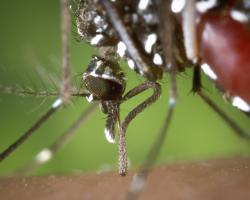 zika