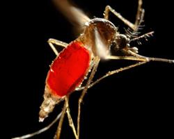 aedes aegypti