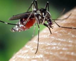 mosquitos