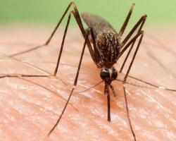 aedes japonicus