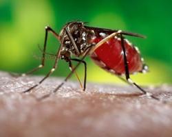 zika