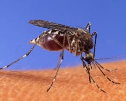 mosquitos