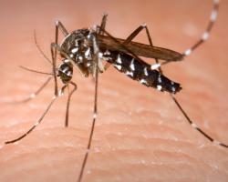 mosquitos