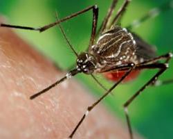mosquitos