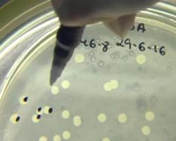 microbiologia