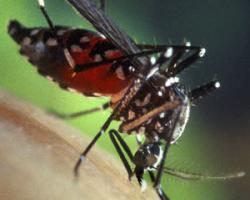 aedes albopictus