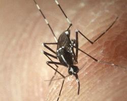 mosquito tigre