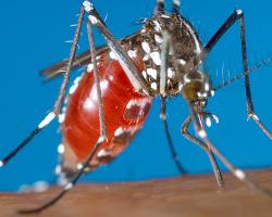 aedes albopictus