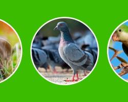 gestión de organismos nocivos