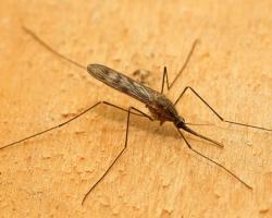 mosquitos