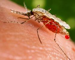 anopheles