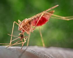 mosquito