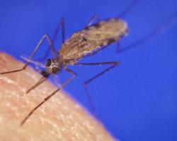 mosquitos