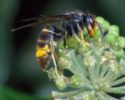 avispa asiática