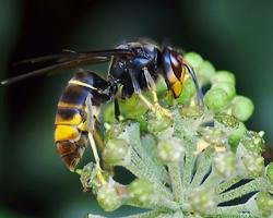 avispa asiatica
