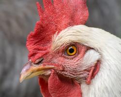 campylobacter