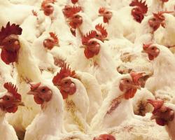 seguridad alimentaria