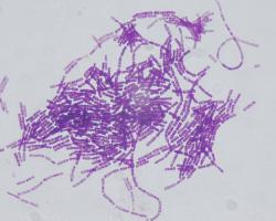 bacillus thuringiensis