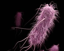 bacterias