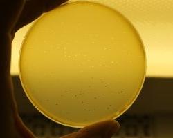 bacteriófagos